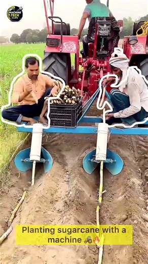 This is the process of planting sugar cane #shorts