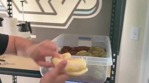 Exclusive Look at the Animals Billionaires Buy: From Cloned Dogs to $1.2 Million Cows