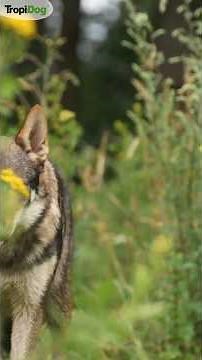 How the Czechoslovakian Wolfdog came to be? The story of the first litter from 1958 🐺