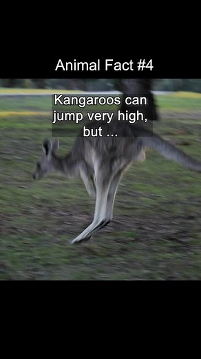 Kangaroo Jumping Abilities Explained: Forward-Bound Phenomenon