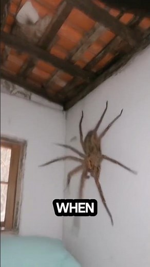 The Deadliest Spider on Earth 🕷️😱