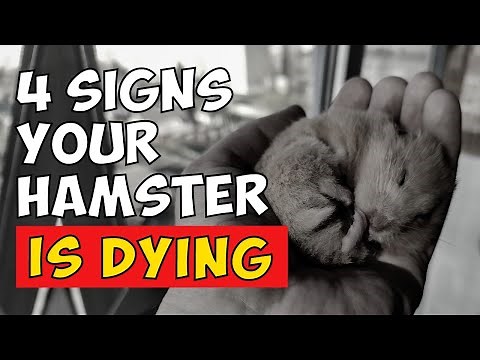 4 Signs Your Hamster Is Dying