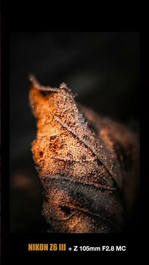 Nikon Z6 III + Z 105mm F2 8 MC Macro Ice / Frost Photos in Nature