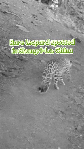 An Amur leopard was spotted in a forest in Shangri-La, southwest China's Yunnan. The Amur leopard is listed as critically endangered on the IUCN Red List and a first-class protected animal in China. #AmurLeopard #leopard #RareAnimals #wildlife #China | China Xinhua News