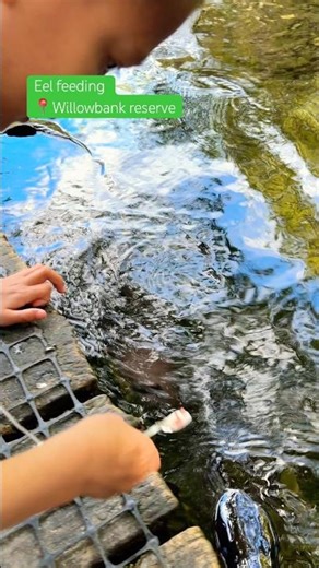 #eel #eelfishing #nature #wildlife #newzealand #shortsvideo