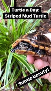 The simple elegant beauty of, ..a mud turtle?! The striped mud turtle has those beautiful golden stripes on a dark or light “blonde” background, as well as stripes on the face. However, not all striped mud turtles have stripes; north of the Florida panhandle these stripes fade, or sometimes don’t exist at all. In fact, turtles previously thought to be eastern mud turtles have been found to be striped mud turtles, increasing the species range up the east coast. What other secrets could the Kinost