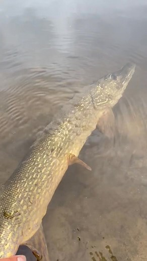 best | June Hutchins