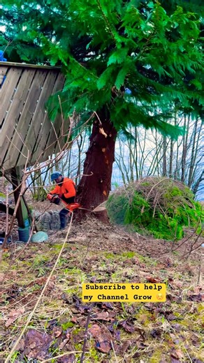 This cedar didn't stand a chance #shorts #chainsaw