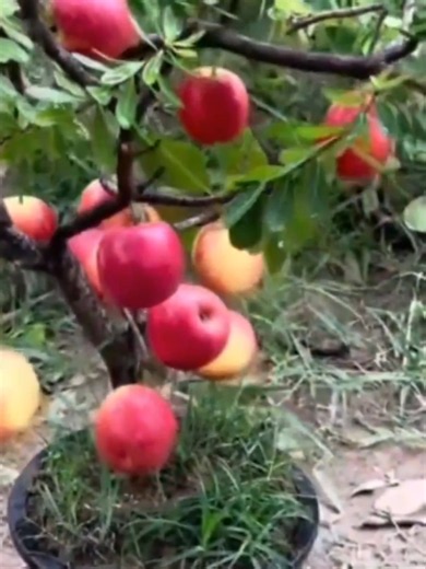 #garden #gardening #gardening #plant | garden