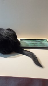 Yeah, huge help, 😁 | Art Glass Fusion