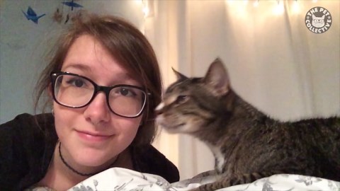 Nice Cats Video Compilation