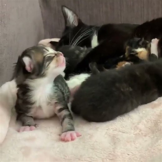 Watch the adorable first moments of newborn kittens cuddling with their mother