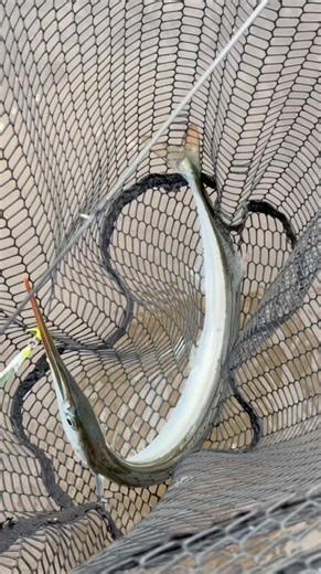 Needle fish (garfish) Catch & Cook #catchandcook
