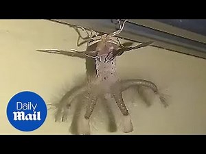 A man finds weird looking creature crawling across his ceiling