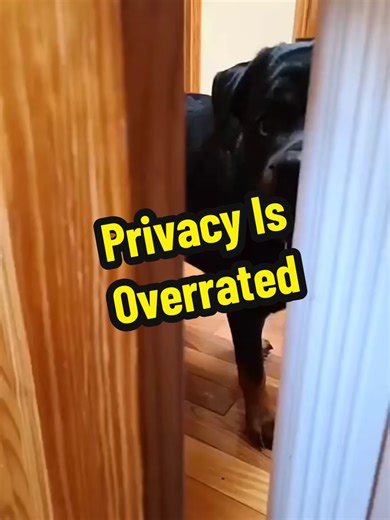 Privacy is overrated.🐶🎀 #brooklynrotties #germanrottweiler #rottweilersoftiktok #rottweilers #rotties