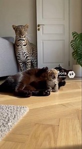 AI Comedy Pets: The Daily Adventures of Tiny Animals..EP.01201