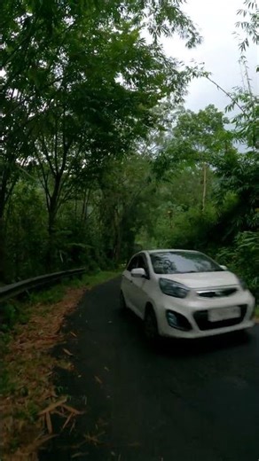 Relaxing Rural Road Surrounded by Lush Bamboo on a Cloudy Afternoon