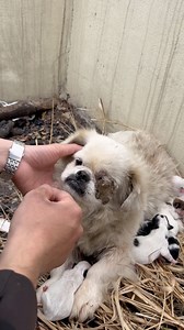 499K views · 6.3K reactions | Watch Full Rescue Video: https://youtu.be/Medv9fE9_C4? | Rescue Animals USA | Facebook