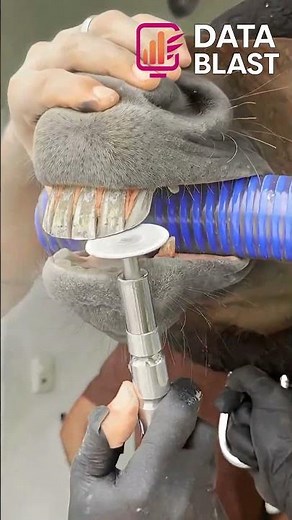 Horse dental floating with rotary tool | Satisfying precision