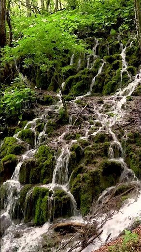 Musique Calme et Zen | chant des oiseaux | Bruit de l'eau qui coule | Dormir | Méditation Relaxation