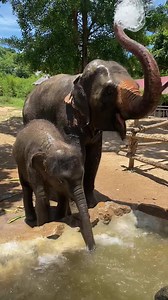 1.8M views · 10K reactions | Look at her tiny trunk!梁 #Samuielephanthaven #Elephantsanctuary #Rescueelephant #Kohsamui #Kosamui #island #Thailand #Thaielephants #Savetheelephant #rescue #Visitthailand #Ecotourism #Family #Friends #love #Thaielephant #Help #Babyluna #Lunatheelephant #Animallovers #Volunteer #Elephantvolunteer | Samui Elephant Haven | Facebook