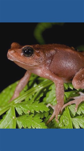 New tree toad species give birth to live young