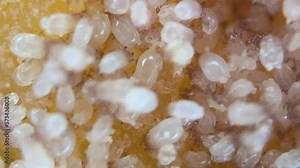 Extreme Close-Up of Cheese Mites On Aged Cheese. - macro