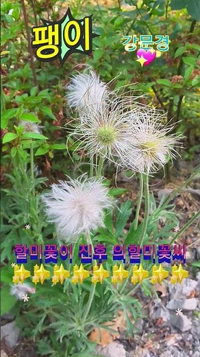 팽이 #강문경 #강문경노래 #강문경노래모음 #강문경단독콘서트 #트로트 #노래