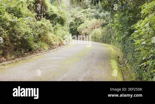 Gentle breeze blowing leaves rustling on winding paved road lined with moss through forest. Nature, wilderness, serenity, tranquility, canopy, adventure, exploration Stock Video Footage - Alamy