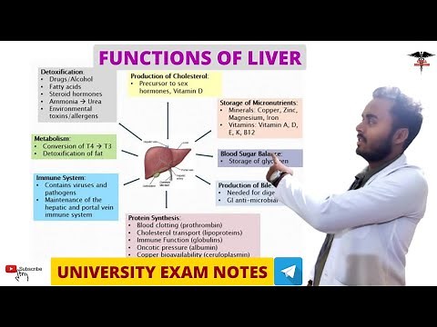 Functions of Liver || Digestive System physiology