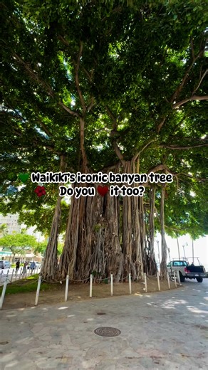 1.4K reactions · 61 shares | The iconic banyan tree in Waikiki — standing tall, strong, and full of history. Do you this tree too? #Waikiki #BanyanTree #Island Vibes #AlohaSpirit #travel #nature #fblifestyle | Gracita Sia-Verceluz | Facebook