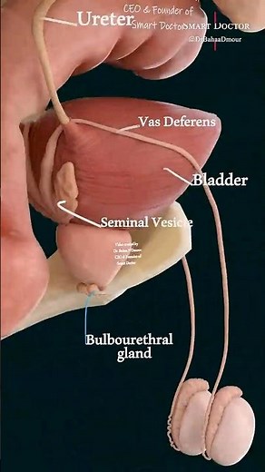 Male Organs in Detail | Advanced ♂️