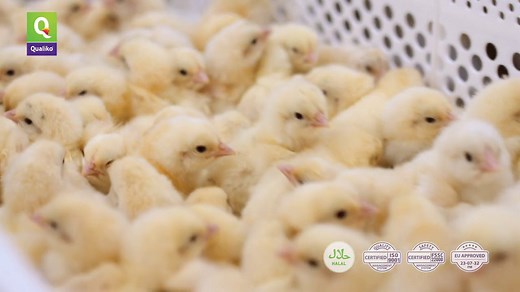 MHP | Qualiko Chicken