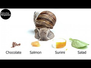 Snail eating Chocolate, Fish and Surimi in Extreme Macro