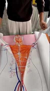 Science Exhibition Project Model Human Internal Body Organ System