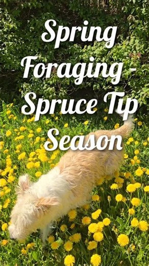Spring Foraging: Spruce Tip Season #foraging #spruce #spring #forest #mountainlife #wildfood #trees