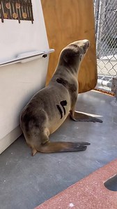 4.5K views · 81 reactions | New patients alert!  We had THREE new pups come in already today! Help us provide the food and veterinary care these animals urgently need by donating today. You can donate on this post or text the word SEAL to 80888 and help save a life. ❤️‍啕 | Marine Mammal Care Center Los Angeles | Facebook