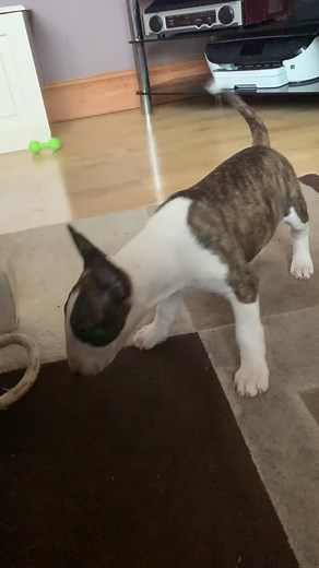 Boo 👻 #jetta #englishbullterrier #bullterrier #puppy