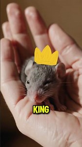 3 Animals Living Life on Easy Mode (You Won’t Believe #1) #Animals #AnimalFacts