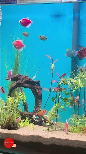 🔴 Fish Tank | Fish for Cats to Watch (4K HDR) #eel #eelfishing #gaintgourami #plantedaquarium #4k