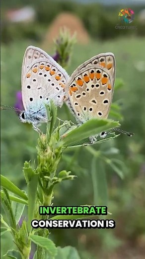 Guardians of the Tiny: Inside the Xerces Society