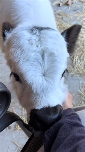 2K views · 26 reactions | Meet this gorgeous female Mini Highland! Healthy, friendly, and full of charm, she’s perfect for breeding, hobby farms, or just adding character to your pasture. Gentle, easy to handle, and raised with care. ✨ Message for details or to reserve him today! #MiniHighland #HighlandCows #MiniCattle #MiniHighlands #MiniBull #FarmLife #HomesteadAnimals #FluffyCows #MiniCows #FarmPets | Shannon’s Mini Highland cattles for adoption | Facebook