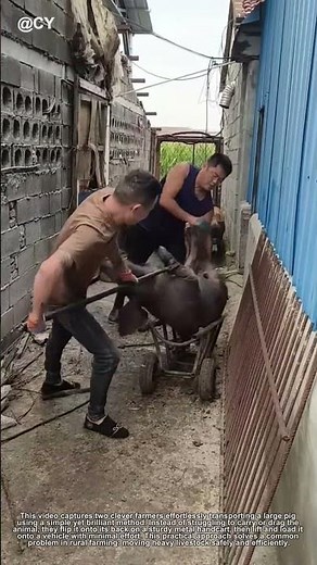 "Genius Pig Transport Hack - Easy & Safe Way to Move Livestock!"