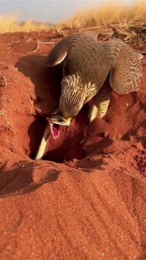 Falcon vs snake — a brutal struggle for survival in the wild.