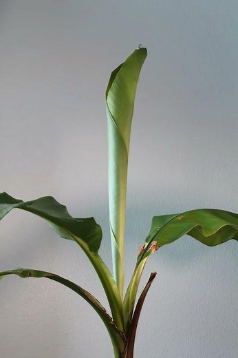 Timelapse of banana tree growing new leaf