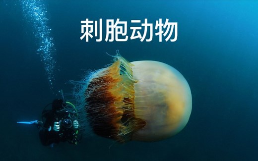 【搬运/双语】刺胞动物的迷人世界 The Fascinating World of Cnidarians | 大爱水母