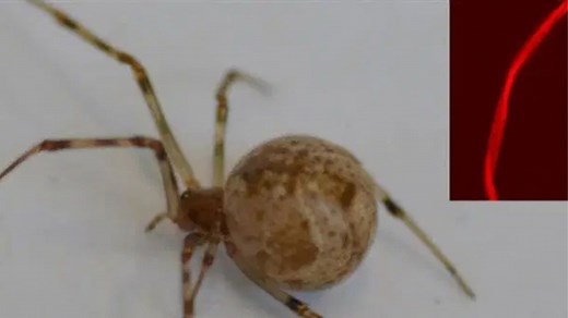 World-first: Gene-edited spider produces glowing red silk threads