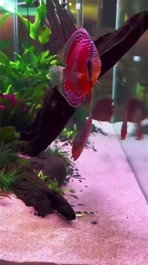 Healthy Fish Tank Secrets! #marinelife #animals