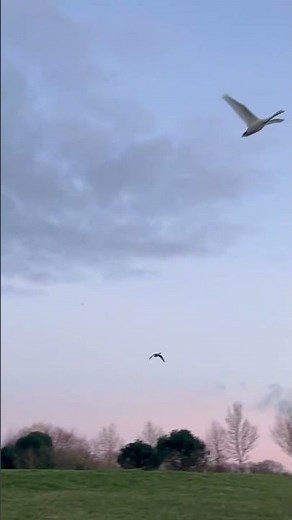 The sights and sounds of flying swans #nature #wildlife #shotoniphone #asmr #asmrnature #swan