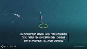 Extraordinary Drone Footage Of Narwhals In The Arctic Reveals Never-Before-Filmed Behaviour
